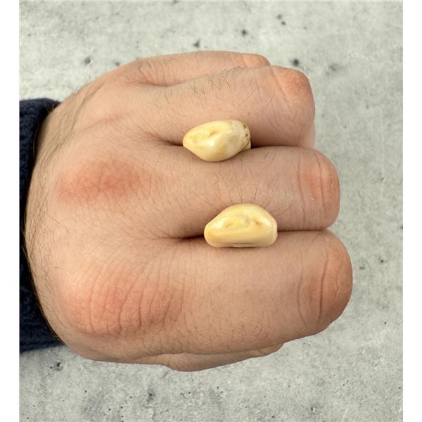 Montana Bull Elk Teeth