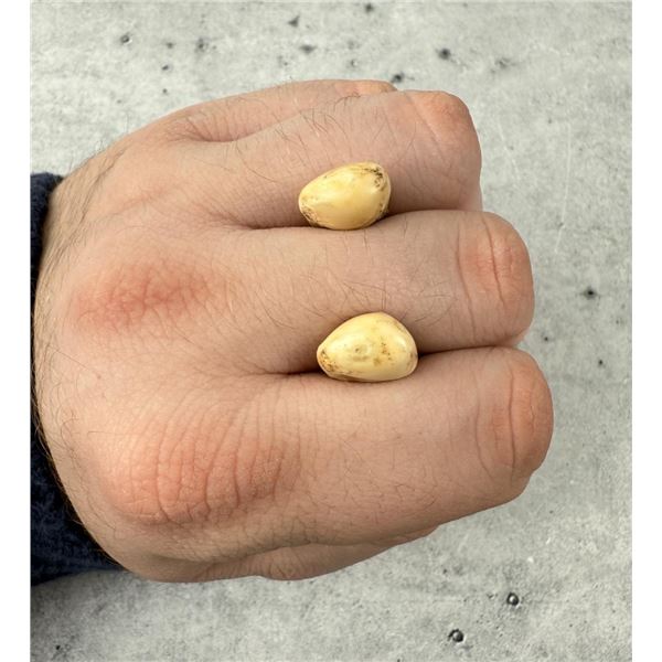 Montana Bull Elk Teeth