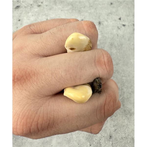 Montana Bull Elk Teeth