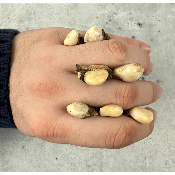 Montana Bull Elk Teeth