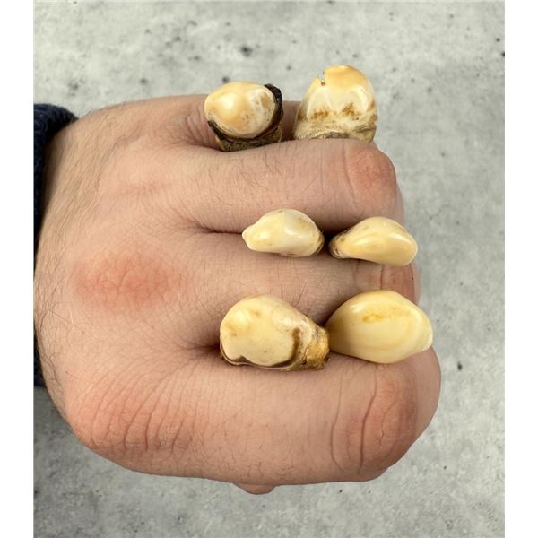 Montana Bull Elk Teeth