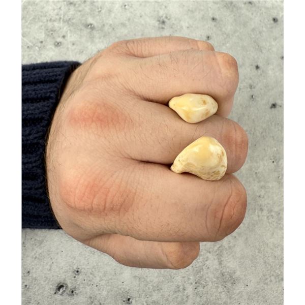 Montana Bull Elk Teeth