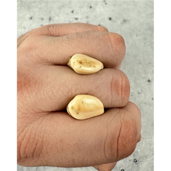 Montana Bull Elk Teeth