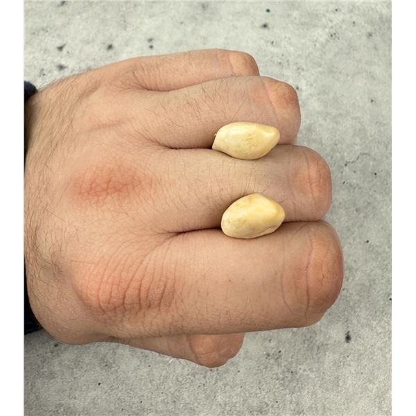 Montana Bull Elk Teeth