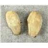 Image 3 : Montana Bull Elk Teeth