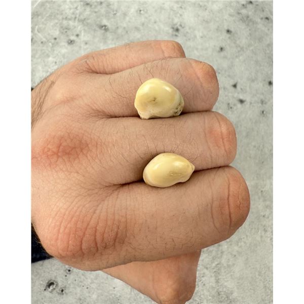 Montana Bull Elk Teeth