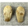 Image 2 : Montana Bull Elk Teeth