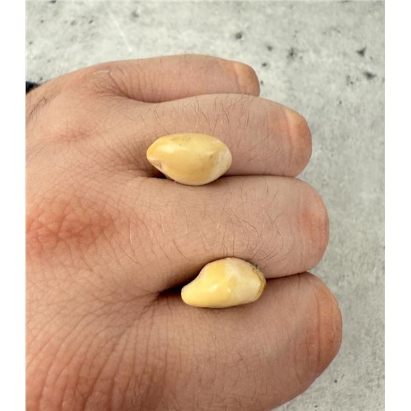 Montana Bull Elk Teeth