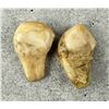 Image 3 : Montana Bull Elk Teeth