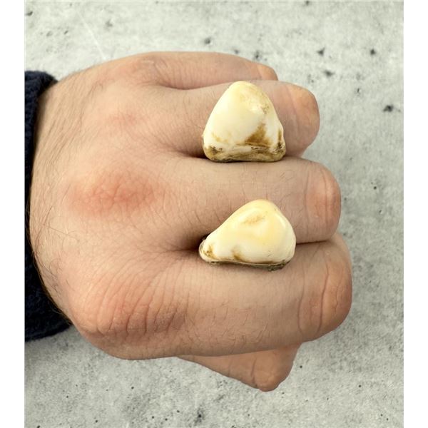 Montana Bull Elk Teeth