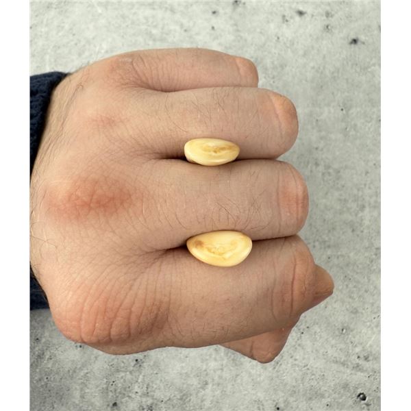 Montana Bull Elk Teeth