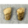 Image 2 : Montana Bull Elk Teeth
