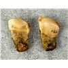 Image 3 : Montana Bull Elk Teeth