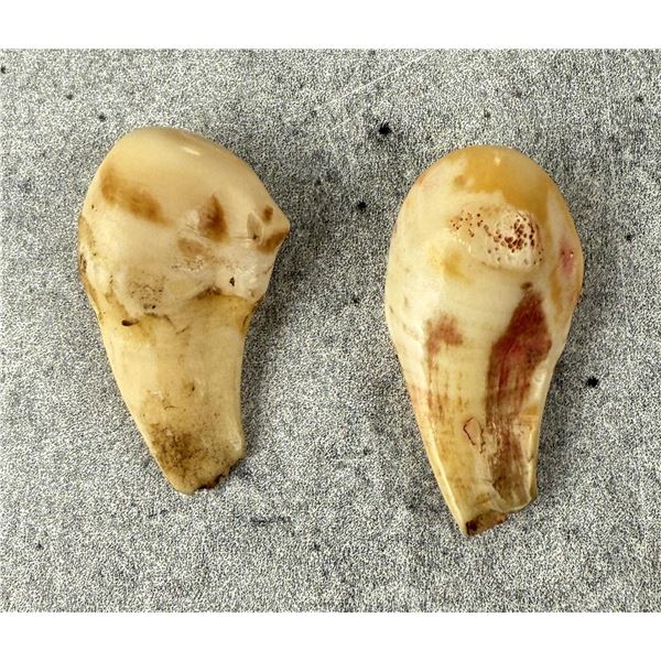 Montana Bull Elk Teeth