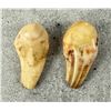 Image 2 : Montana Bull Elk Teeth
