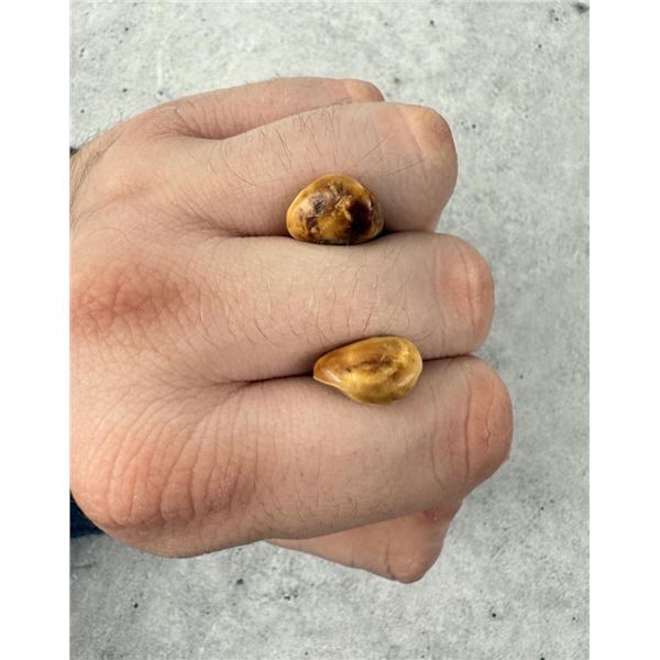 Native American Indian Montana Bull Elk Teeth