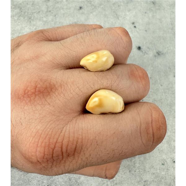 Montana Bull Elk Teeth