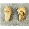Image 2 : Montana Bull Elk Teeth