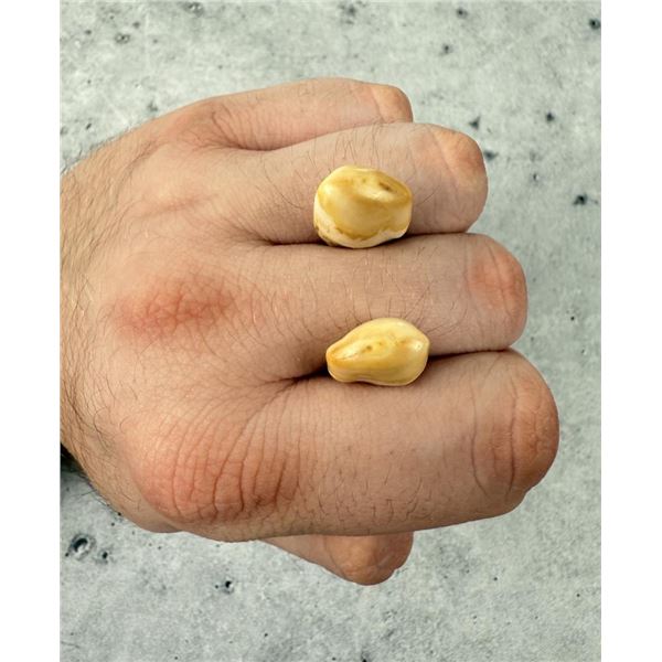 Montana Bull Elk Teeth