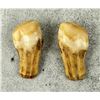 Image 2 : Montana Bull Elk Teeth