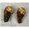 Image 3 : Native American Indian Montana Bull Elk Teeth