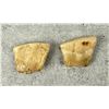 Image 3 : Montana Bull Elk Teeth
