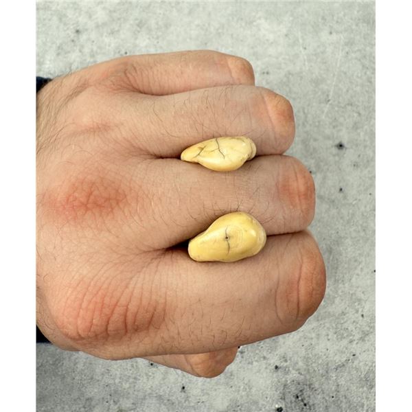 Montana Bull Elk Teeth