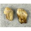 Image 3 : Montana Bull Elk Teeth