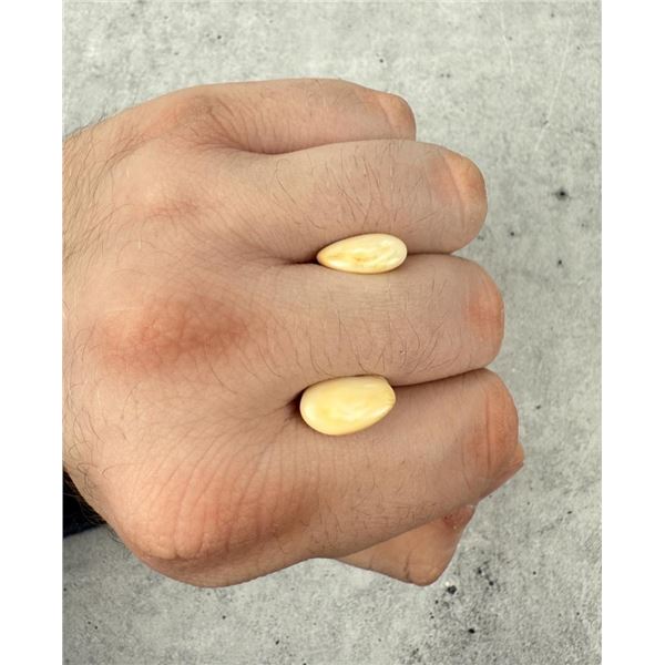 Montana Bull Elk Teeth