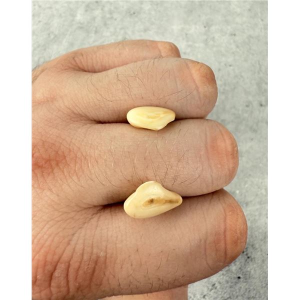 Montana Bull Elk Teeth