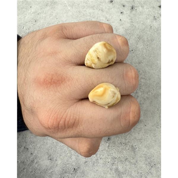 Montana Bull Elk Teeth