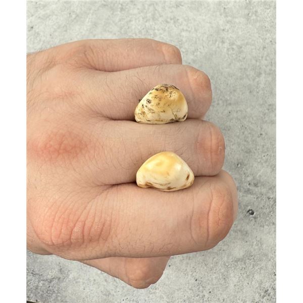 Montana Bull Elk Teeth