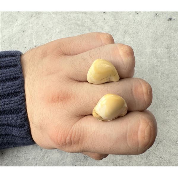 Montana Bull Elk Teeth