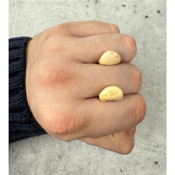 Montana Bull Elk Teeth