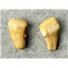 Image 2 : Montana Bull Elk Teeth