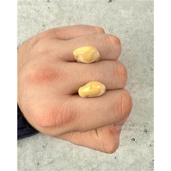 Montana Bull Elk Teeth