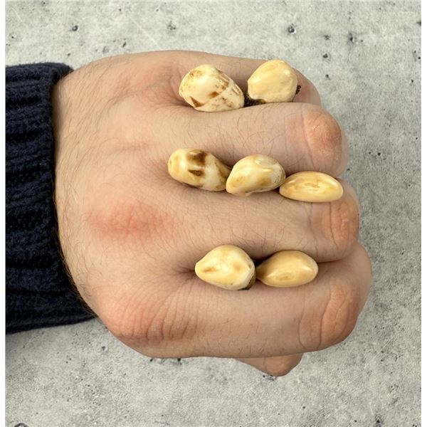 Montana Bull Elk Teeth