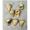Image 2 : Montana Bull Elk Teeth