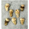 Image 3 : Montana Bull Elk Teeth