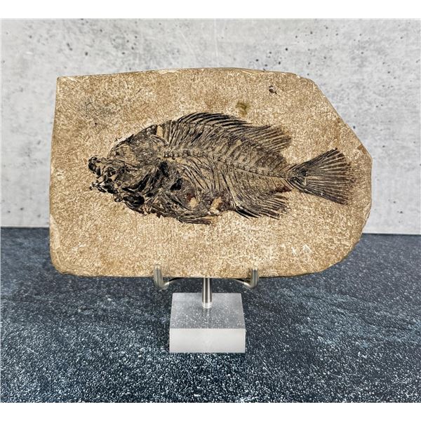 Wyoming Territory Priscacara Serata Fish Fossil