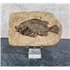Image 1 : Wyoming Territory Priscacara Serata Fish Fossil