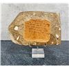 Image 2 : Wyoming Territory Priscacara Serata Fish Fossil