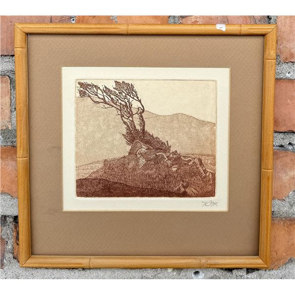Monterey California Cypress Tree Etching