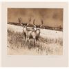 Image 4 : Michael Coleman, two etchings