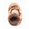 Image 6 : Haida Antler Pipe, 4 ¼" x 1 ¼"