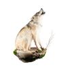 Image 1 : Idaho Large Wolf Wall Mount