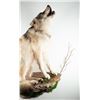 Image 3 : Idaho Large Wolf Wall Mount