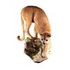 Image 1 : North Idaho Mountain Lion Wall Mount