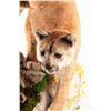 Image 2 : North Idaho Mountain Lion Wall Mount