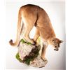 Image 3 : North Idaho Mountain Lion Wall Mount
